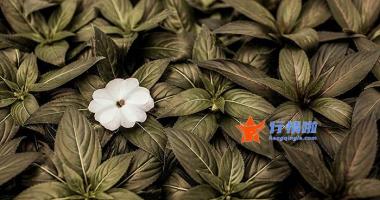 今日股市行情大盘走势_ 军工版块发力拉升，天和防务等涨停，关心三投资主线 