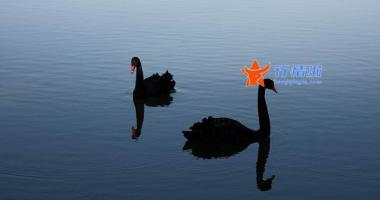 股票行情在哪里找到： 各种“茅”股还能配置吗？ 券商策略会观点在“打架” 